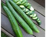 Japanese Long Cucumber Hybrid Easy Grow Vegetable Garden Pickling 25 Seeds - $5.25