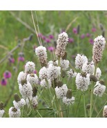 White Prairie Clover Seeds 250 Native Wildflower Perennial Fresh Garden - $4.18