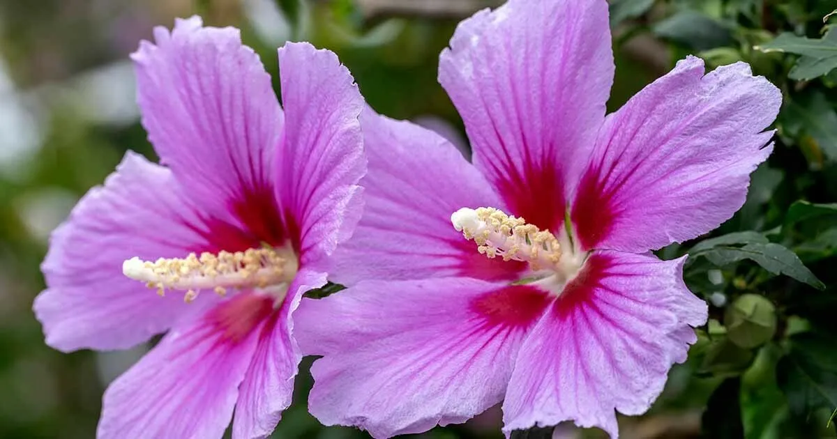 100+ Seeds of White/Violet/Pink Shrub Althea Rose of Sharon (Hibiscus syriacus) - $12.00