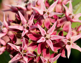 VP Showy (Greek) Milkweed Asclepias Speciosa Flower 50 Seeds - £3.83 GBP