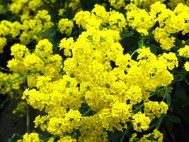 125 Seeds Alyssum Golden Tuft Basket Of Gold New Fast Shipping - $5.79 CAD