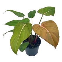 Philodendron Summer Glory, Gloriosum x Mccolleys red Hybrid, 4 inch, Rare Philo - £22.01 GBP
