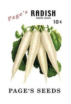 Page&#39;s Radish: White Icicle - Art Print - £17.57 GBP+