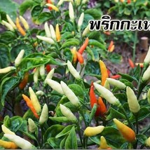 Karen Pepper Seed Thai Hot Karen Pepper Seed Prek Kareing Pepper Seed Short Pod  - £7.93 GBP