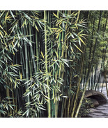 KB 50 Stone Bamboo Seeds Privacy Clumping Shade Screen Herb Garden Plant... - $11.50
