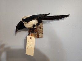 K12 Eurasian Magpie (Pica Pica) Bird Mount Taxidermy - £232.91 GBP