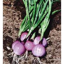 USA SELLER Purplette Onions Seeds Fast Shipping - £7.37 GBP