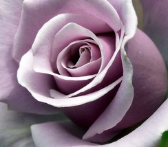 Sterling Silver Rose, 120 seeds - $9.15
