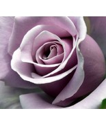 Sterling Silver Rose, 120 seeds - $9.15