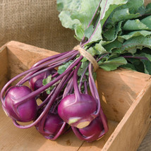 200 Seeds of Kohlrabi Purple USA Grown - £14.35 GBP