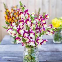 1000+ Cherry Twist Snapdragon Seeds | Vibrant Annual Garden Blooms - $16.50