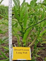 40+PERKINS DWARF OKRA Seeds Compact 4&#39; Plant Full Size 8&quot; Pods Garden  - €6,31 EUR