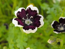 VP 50 Pennie Black - Nemophila Discoidalis Penny White Flower Seeds *Comb  - $4.50