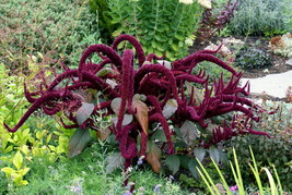 Oeschberg Amaranth, ornamental staple food plant 200+ seeds (Am 007) - £1.55 GBP