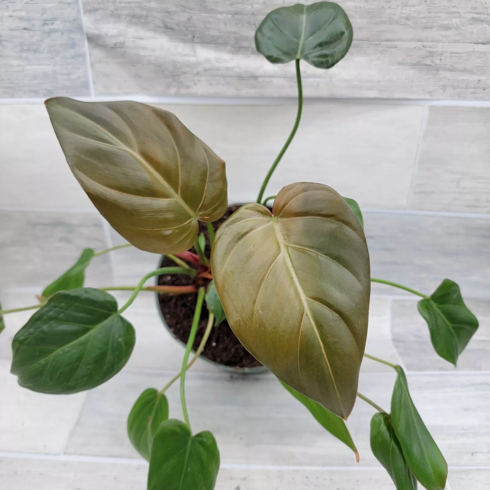 Philodendron Summer Glory, Philodendron Gloriosum Hybrid houseplant in 4... - $33.00