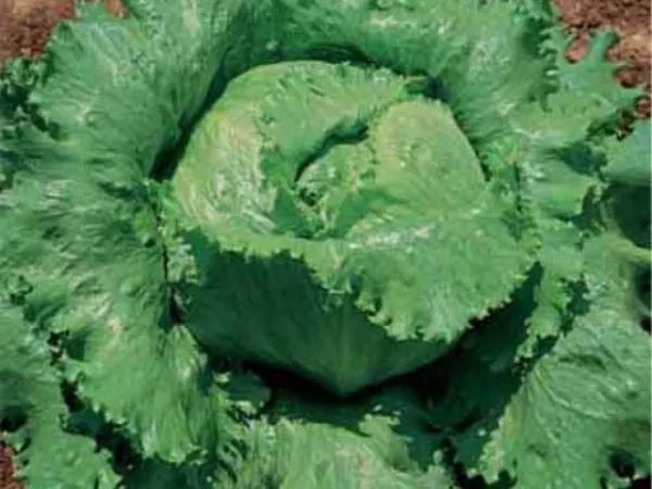 Great Lakes 118 Crisphead Lettuce Seeds Dense Head Reliable 200 Count Pkt - £5.41 GBP