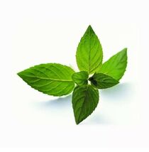 Peppermint Seeds 50 Seeds Mentha Piperita Hybrid MINT Aromatic Herb Plants - $3.75