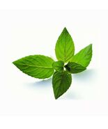 Peppermint Seeds 50 Seeds Mentha Piperita Hybrid MINT Aromatic Herb Plants - $5.25 CAD