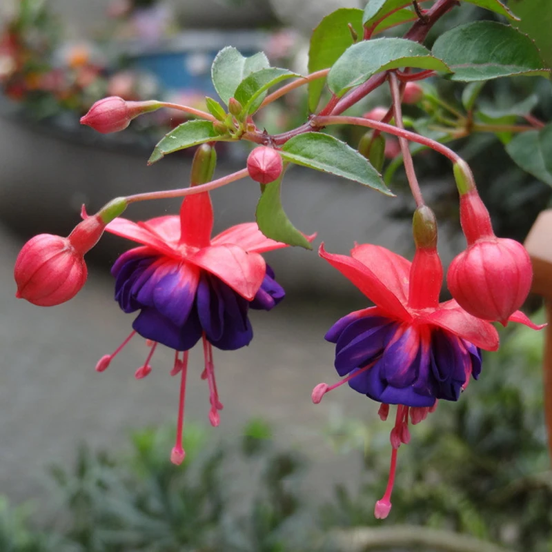 Fuchsia Lanterns, 100 SEEDS D - $12.35