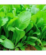 Tendergreen Mustard Seeds, Spinach Mustard, NON-GMO, Komatsuna, FREE SHI... - €1,62 EUR+