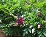5 Evergreen Wisteria Seeds Bright Pink Vine Climbing Flower Perennial Se... - $9.78
