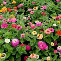 Pumila Mix Zinnia Seeds Cut and Come Again Variety Size Packets  - £2.38 GBP