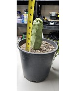 Totem Pole Cactus (Lophocereus schottii monstrousa) - $96.14 CAD