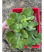 WEEKLY SALE (6) Water Lettuce Jumbo 5-7” Koi Pond Floating Plants Algae ... - €30,05 EUR