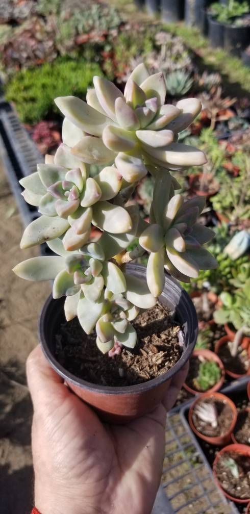 Graptopetalum Paraguayense &quot;Ghost Plant&quot; (4&quot; Pot) - $10.99