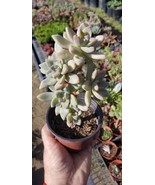 Graptopetalum Paraguayense &quot;Ghost Plant&quot; (4&quot; Pot) - $15.03 CAD