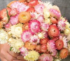 Fresh Seeds 100 Strawflower Seashells Mix seeds - $9.38