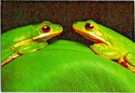 Postcard Green Tree Frogs Atchafalaya Swamp Louisiana Unposted  6 x 4 &quot; - £3.89 GBP
