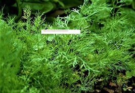 Bouquet Organic Dill Seed - NON-GMO - Herb Seeds - BOGO - £0.77 GBP