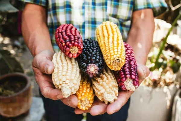 Exotic Maize Mix 30 Seeds To Plant Blue Red White Yellow Colors Usa Seller - £16.03 GBP