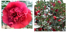 Live Plant - Professor Sargent Red Camellia Japonica - Quart Pot - £44.63 GBP
