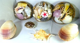 Greece Collection 7 Natural Sea Shells Xmas Decor ,Aquarium ,Beautiful ,New - £378.81 GBP