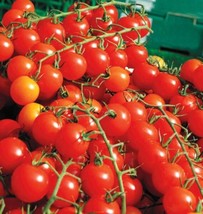 100 Large Red Cherry Tomato Seeds Organic Fresh Garden - £9.72 GBP