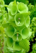 20 Seeds Bell Of Ireland Perfect For Garden Planting Immediate Gardening Start - $11.40