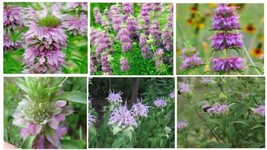 Lemon Monardo Bee Balm Mint 25 + Seeds Usa Seller Fresh Garden - $9.98