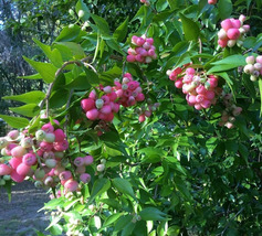 1Pcs Wax Apple / Jambu Live Plant 1’-2’ Syzygium Samarangense  Live Frui... - £53.49 GBP