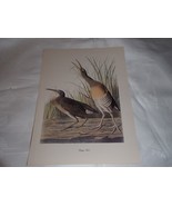 James J Audubon Clapper Rail  Folio Size from  Birds of America 12&quot; x 9&quot;... - £7.44 GBP
