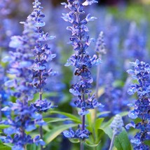 New Fresh USA Seller 200 Hyssop Seeds - £9.93 GBP