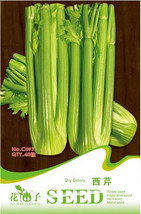 Tall Utah Celery Apium Graveolens Vegetable Seeds, Original Pack, 40 See... - £5.40 GBP