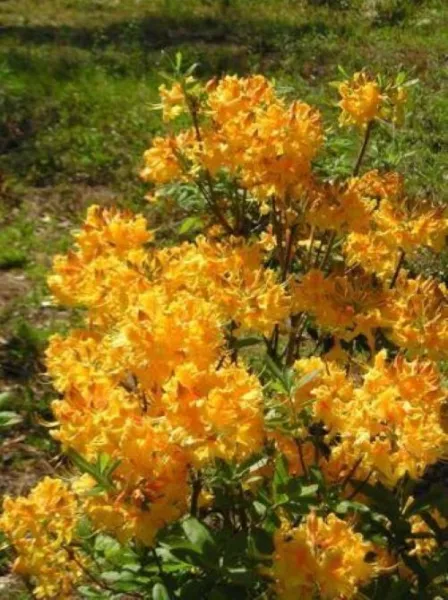 Dancing Rabbit Aromi Azalea Rhododendron Deciduous Starter Plant May Be Dormant  - £50.02 GBP