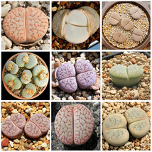 100 Seeds Lithops Pseudotruncatella Succulents Plants Mix Seeds Gardening USA Se - £7.12 GBP