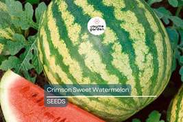 Crimson Sweet Watermelon Seeds | Heirloom, Non-GMO | Super Sweet | 15-35... - $4.99+