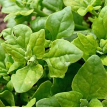 New Zealand Spinach Seeds Hot Weather Green Malabar Plant Leaf Kale Lettuce Vege - $7.90