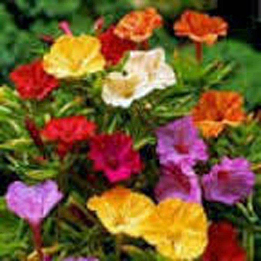 Four O'clock, Marvel of Peru, Seed 100 Seeds, Organic, Flower Seed