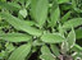 Attractive Garden Gray Sage Perennial Herb Plant - £4.50 GBP