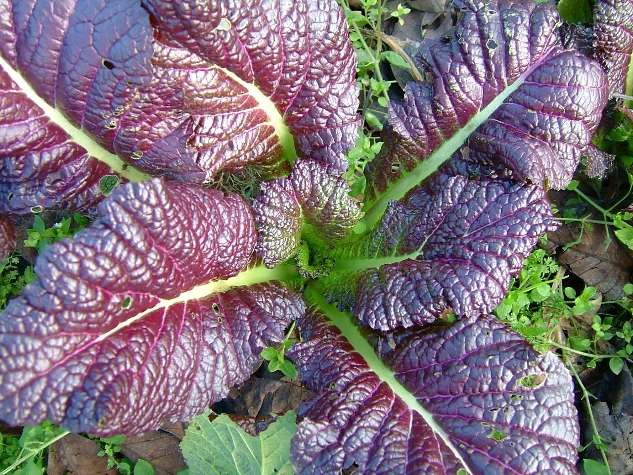 700 Seeds Japanese Giant Red Mustard Green Seeds (Usa) USA Seller Garden Fresh - £4.49 GBP